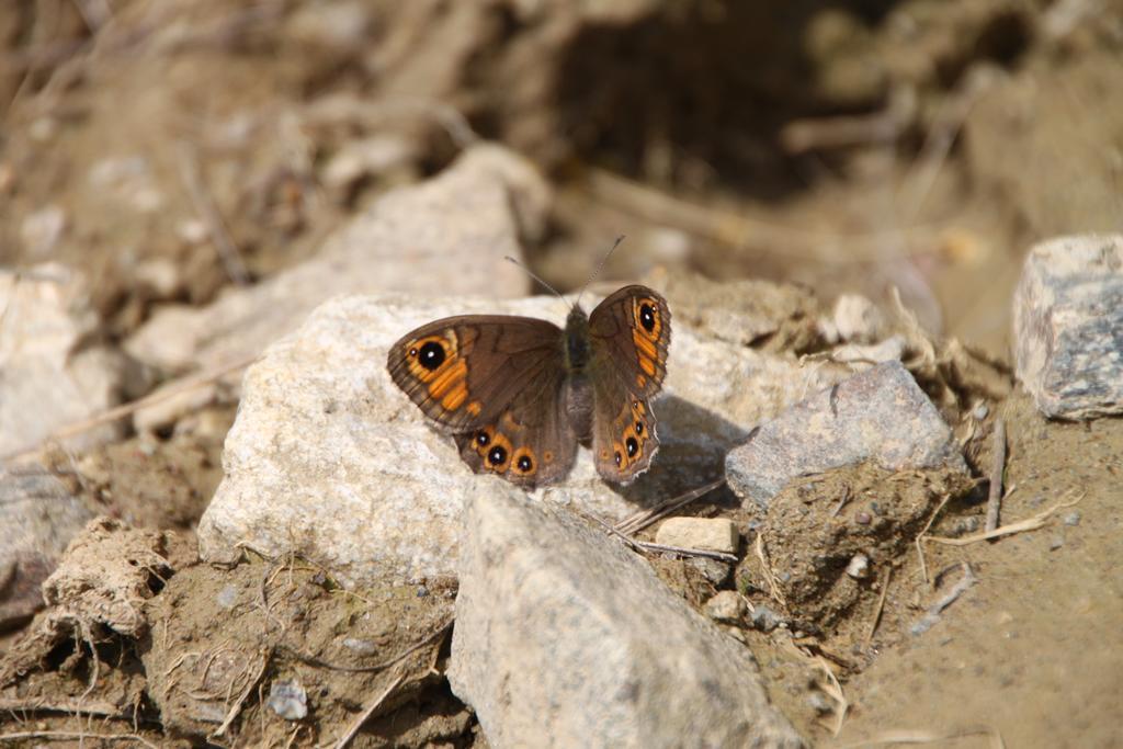 فندق Restor Natura Malga Mondent Pracorno di Rabbi المظهر الخارجي الصورة