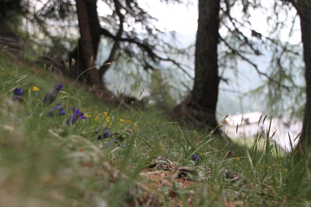 فندق Restor Natura Malga Mondent Pracorno di Rabbi المظهر الخارجي الصورة